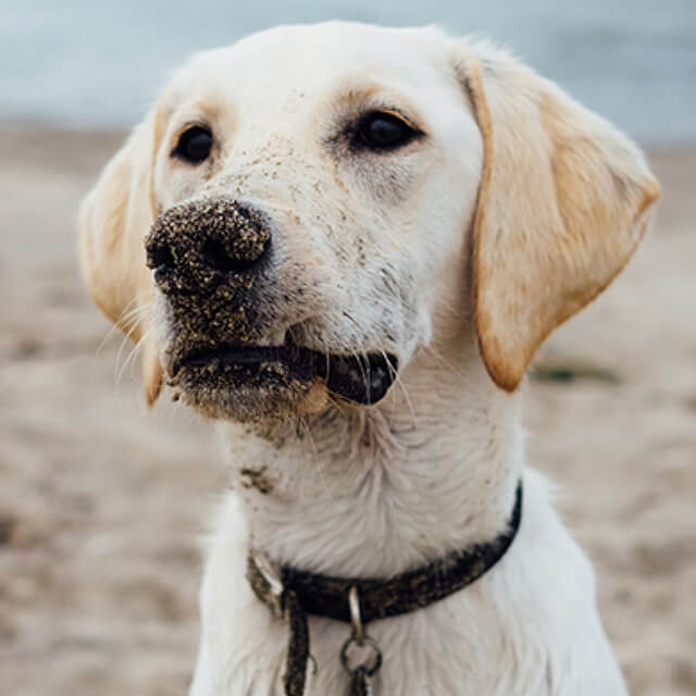 pet image