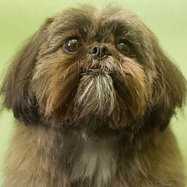 pet image
