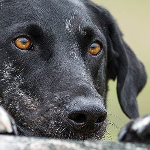 pet image