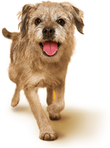download the pedigree app