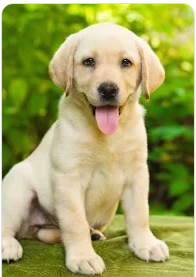pet-image