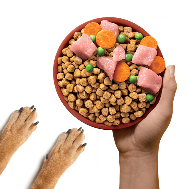 pet-image