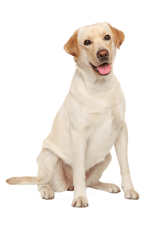 pet-image