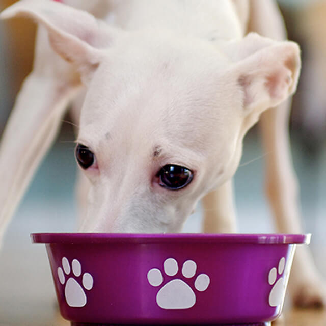 pet-image
