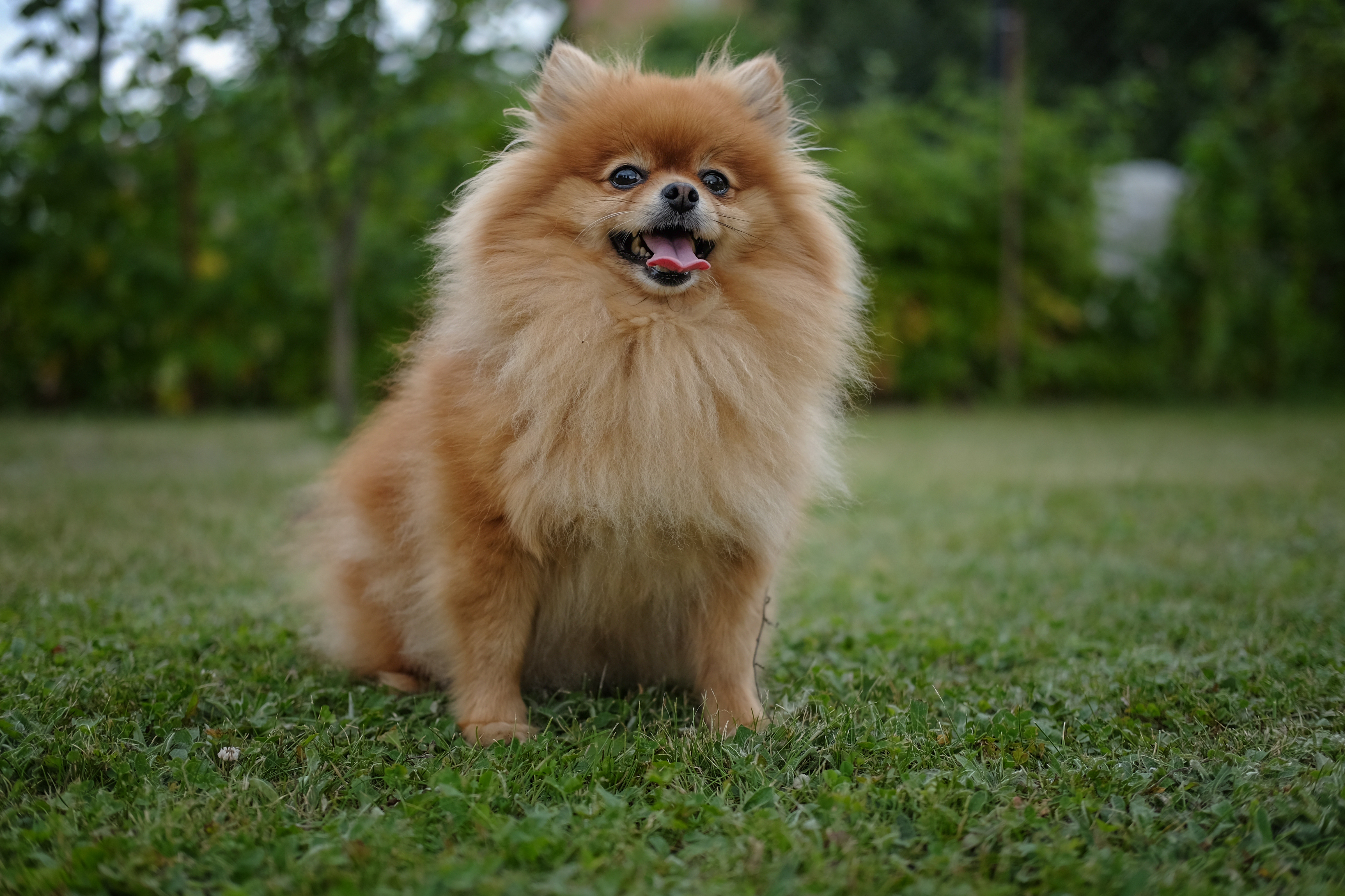 Throwback-Pomeranians