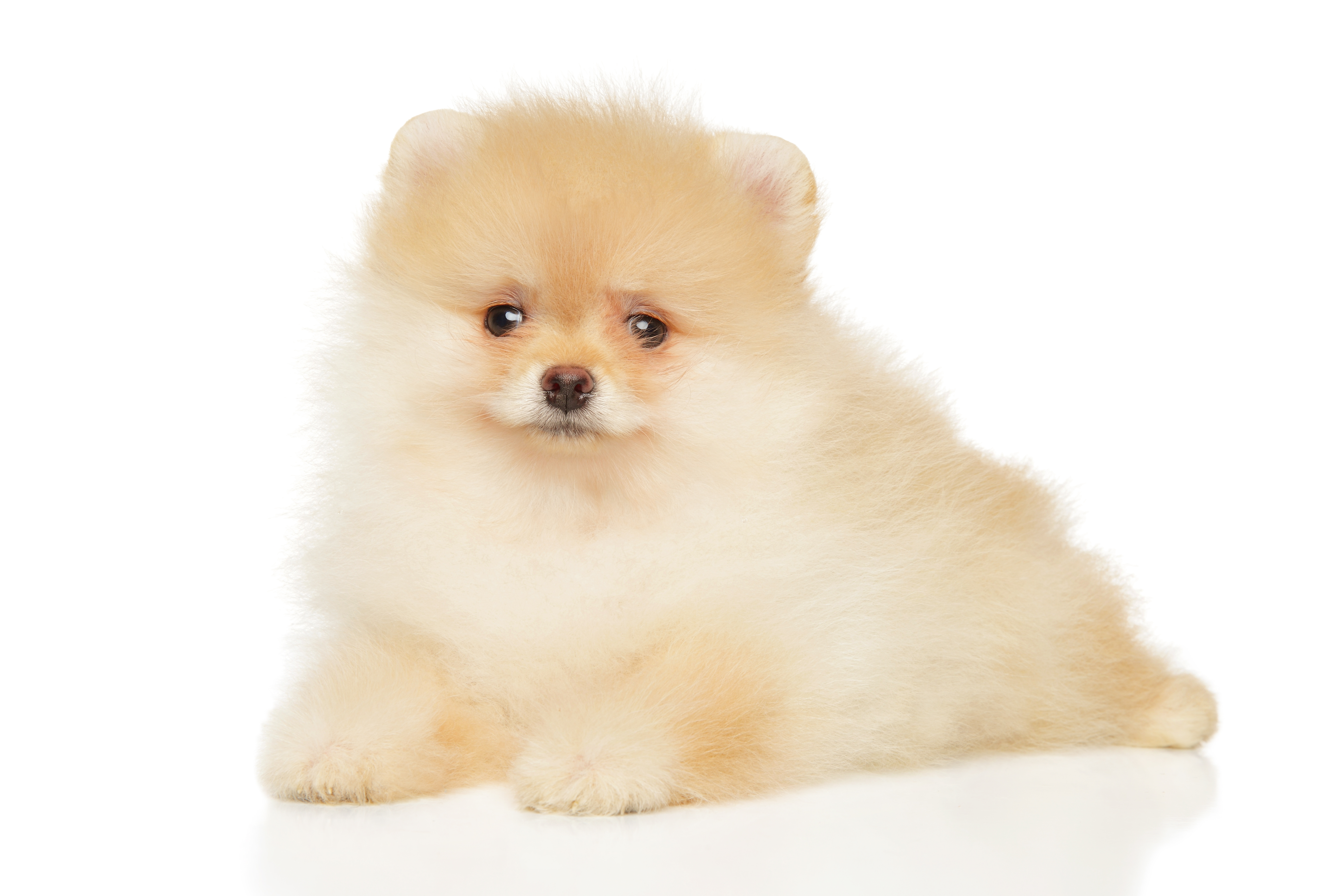Pomeranian