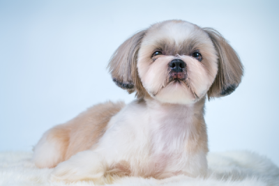 American Shih Tzu