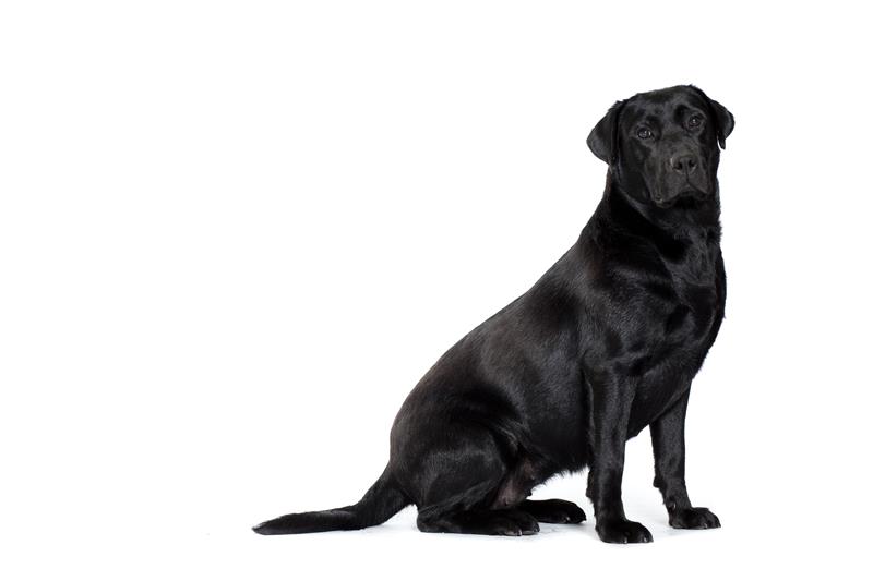 An adult black coated female Labrador retriever standing tall against a white colored studio background.