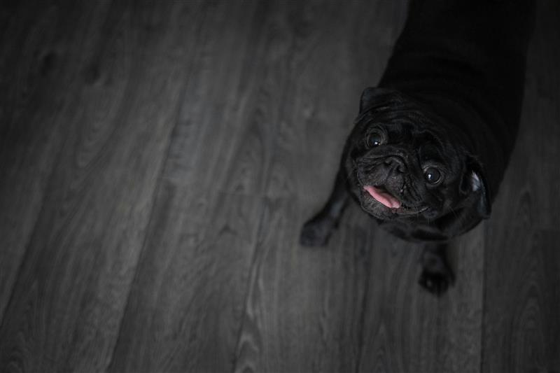 Top view of a black adult pug standing on top of a dark wooden floor.