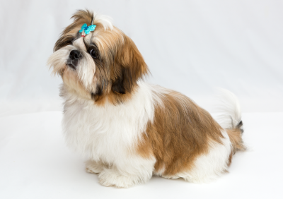 Brindle Shih Tzu