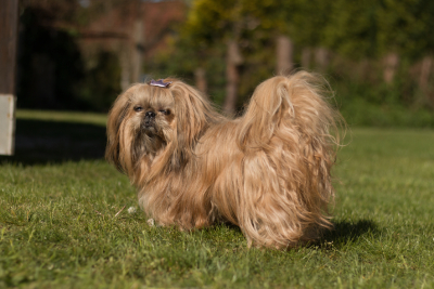 Brown Shih Tzu