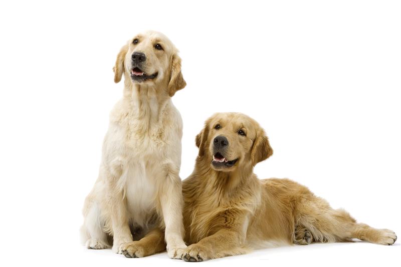 Two adult golden retrievers sitting beside each other against a white backdrop.