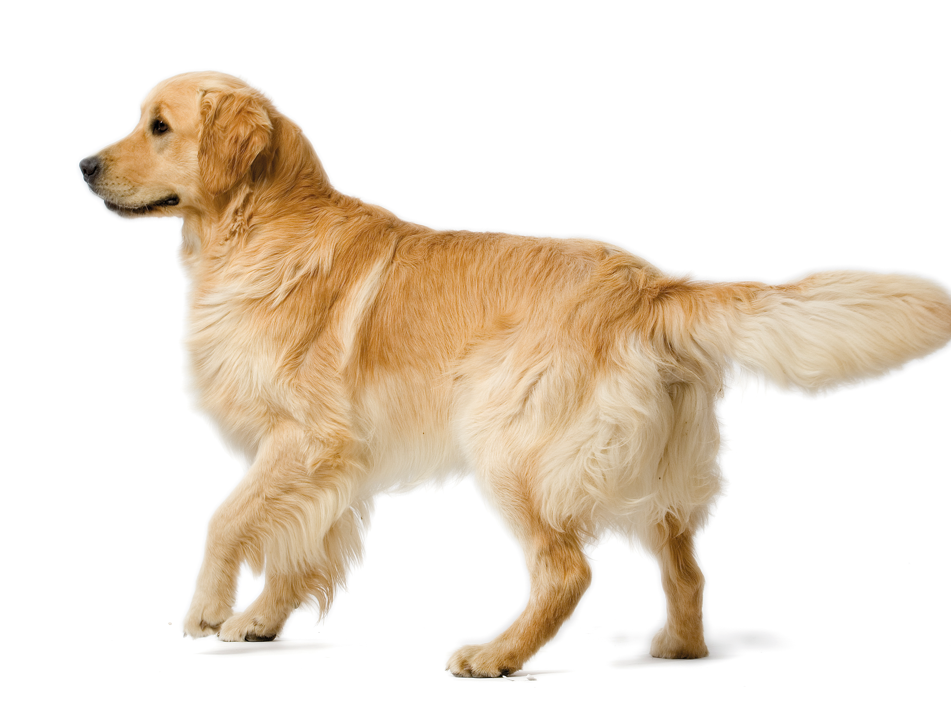 A full side portrait of an adult golden retriever.