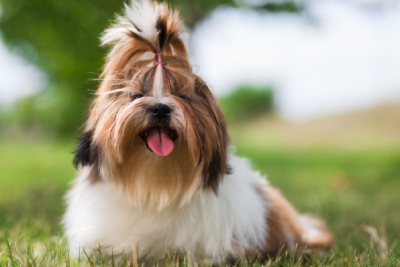 Imperial Shih Tzu