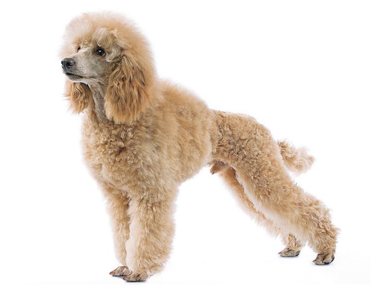 Beige colored Poodle dog standing in profile on a white background, showing its curly coat, slender build, and elegant posture.