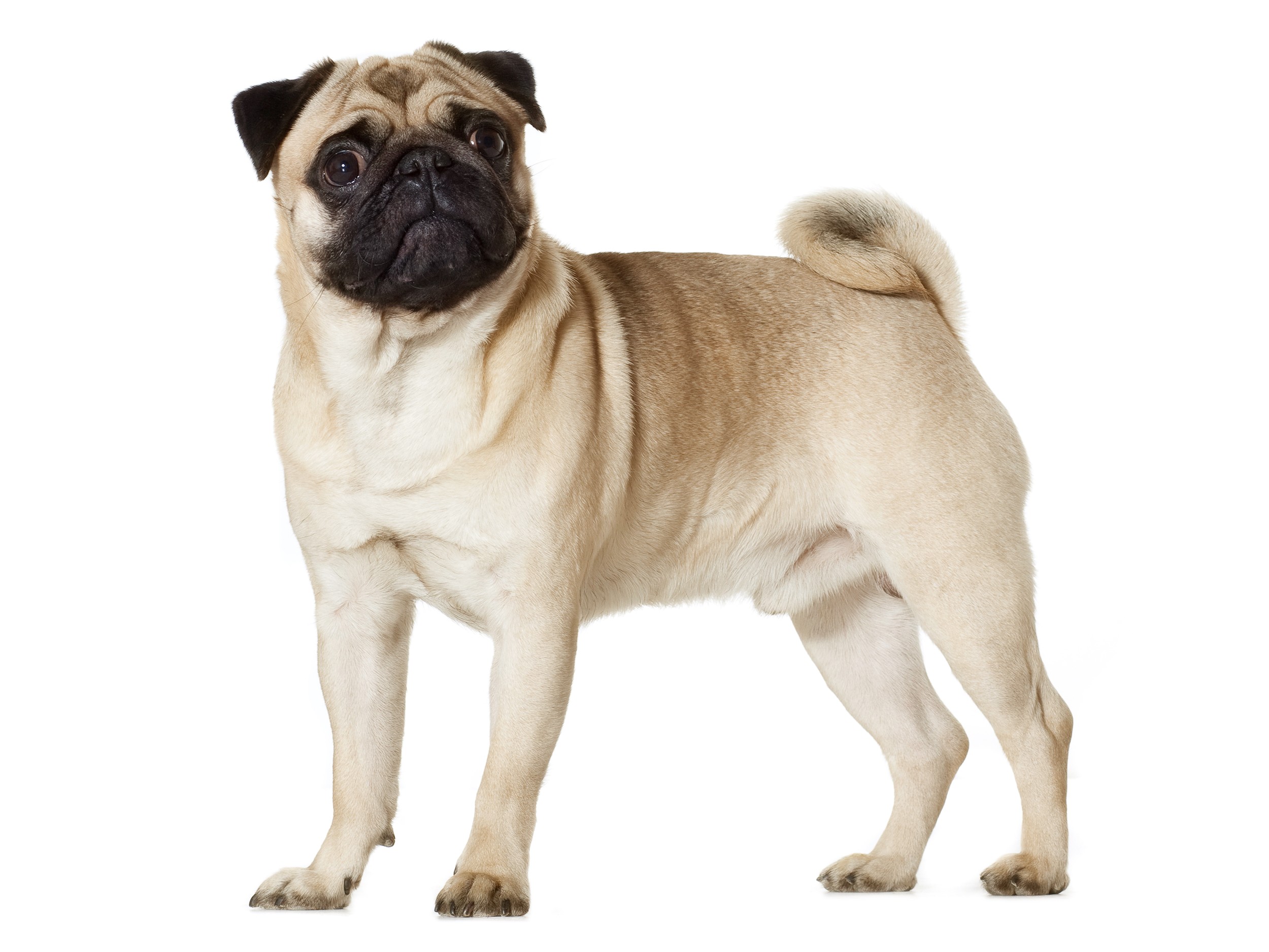 Full body shot of an adult Pug.