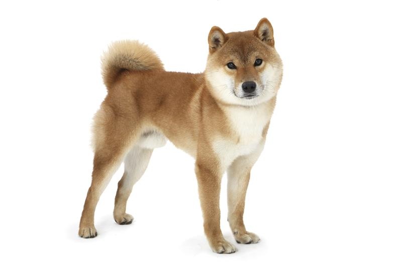 Full-body shot of a Shiba Inu.