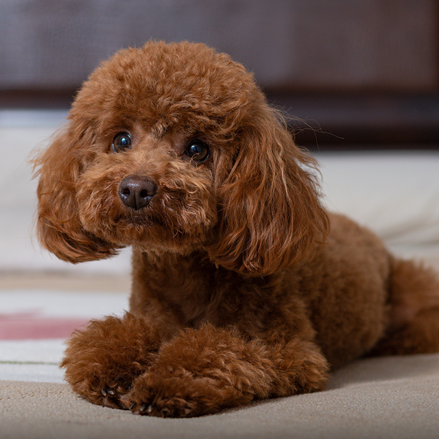 Standard Poodle