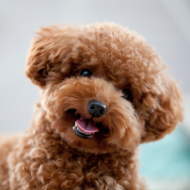 Toy Poodle