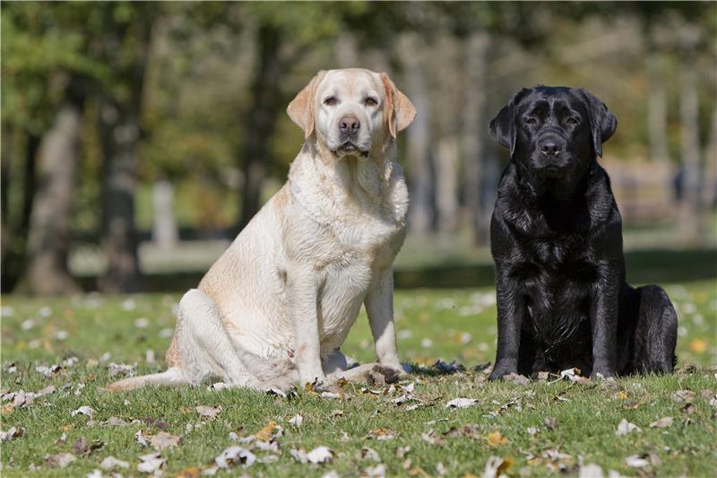 An adult white colored Labrador standing next to an adult black colored Labrador outdoors in a grassy park.