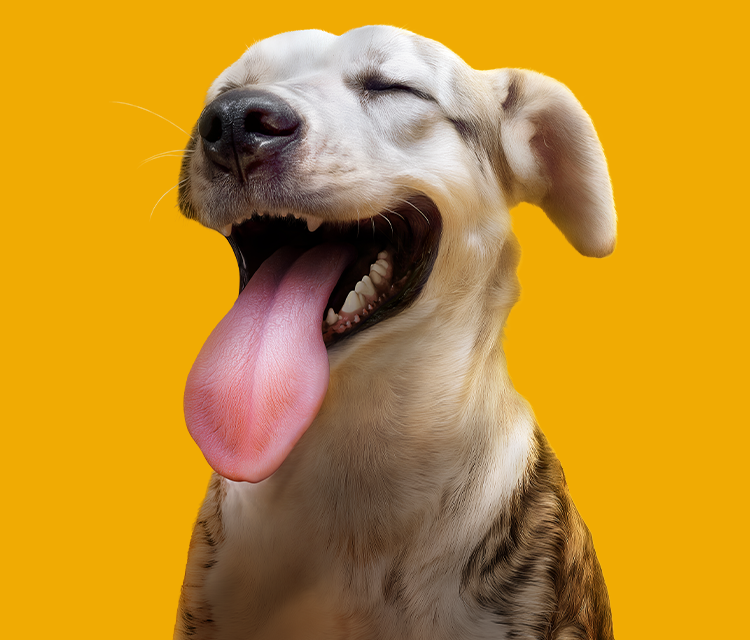 Try Toothscan Tool