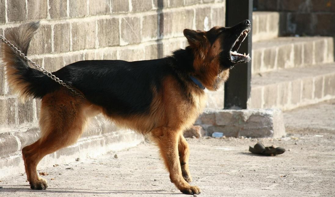 A picture containing dog, outdoor, building, ground
Description automatically generated