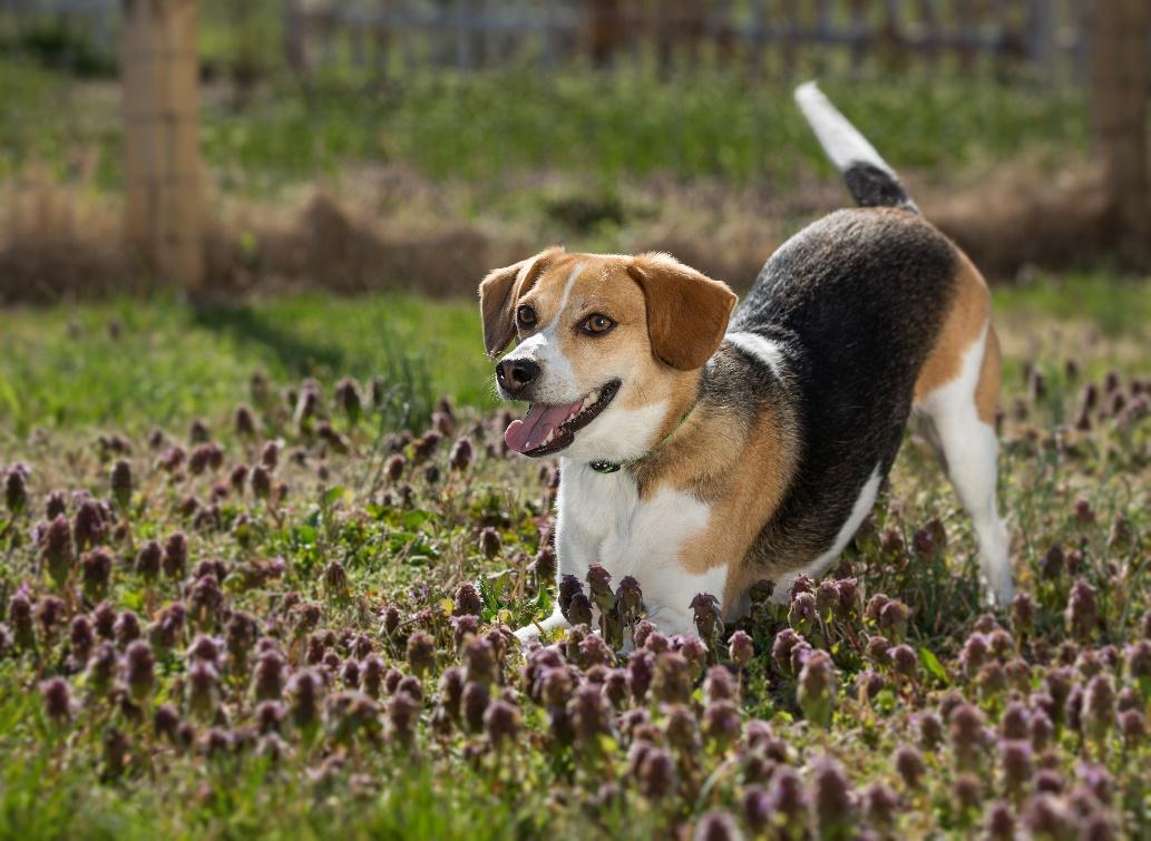 A dog running through a field of flowers
Description automatically generated with low confidence