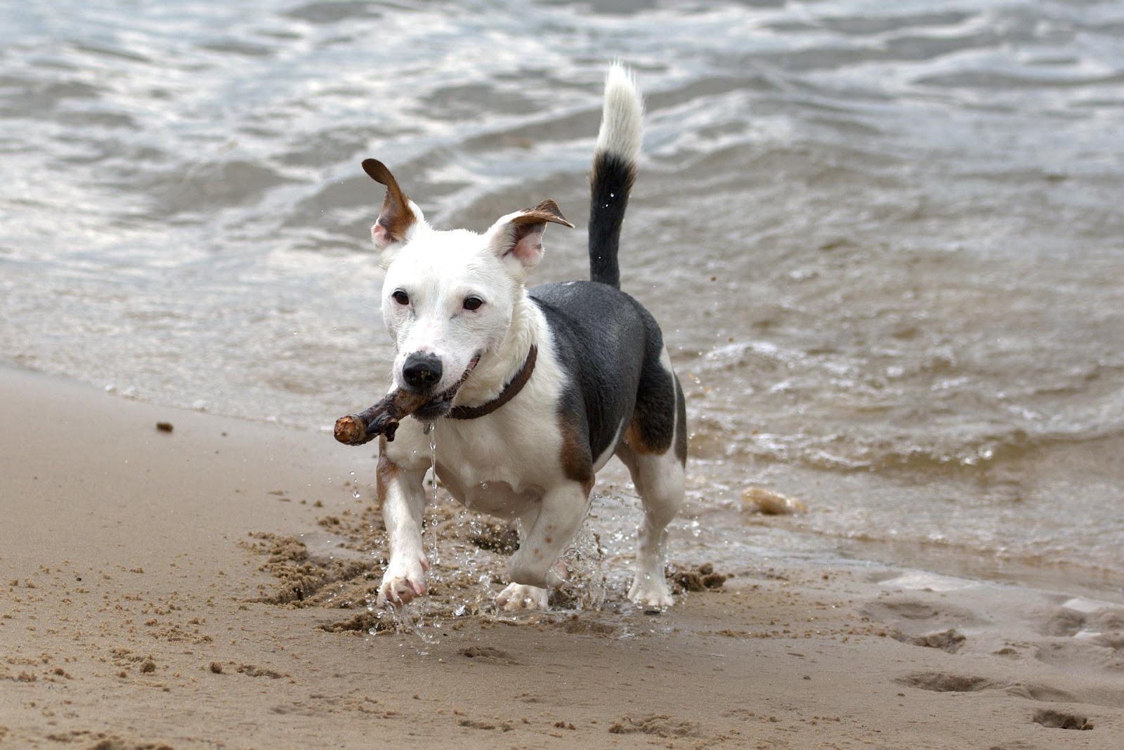 A dog running on the beach
Description automatically generated with medium confidence