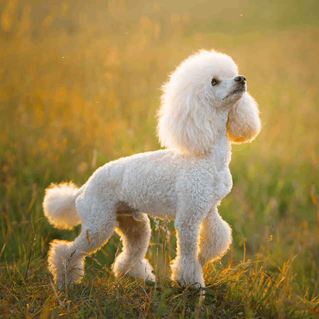 Miniature Poodle