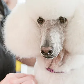 Image of dog