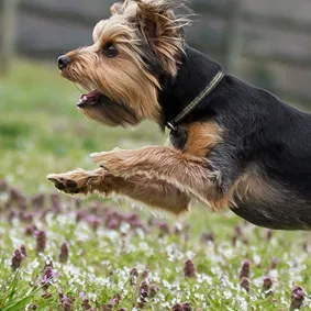 Image of dog
