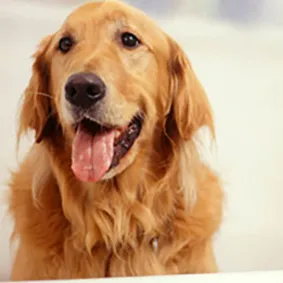  of dog