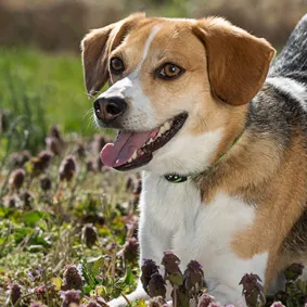 Image of dog
