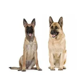 Image of two dogs