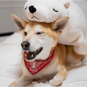 Image of dog
