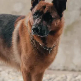 Image of dog