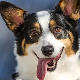 Image of dog