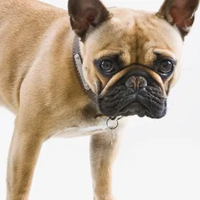  of dog