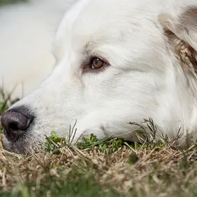  of dog