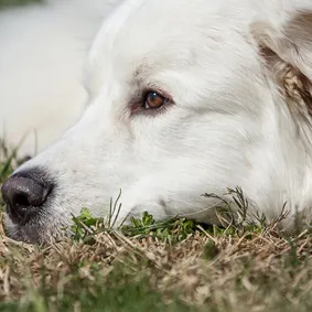 Image of dog