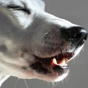  of dog