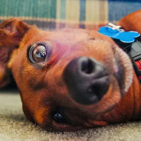 Image of dog