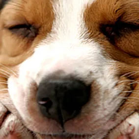 Image of dog