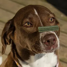 Image of dog