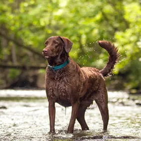 Image of dog