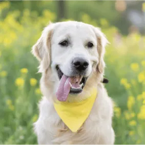 Image of dog