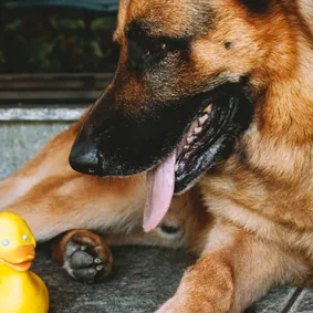 Image of dog