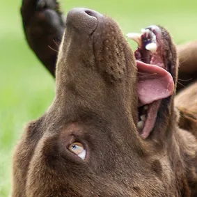  of dog