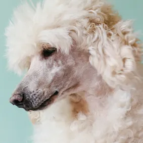 Image of dog