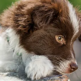  of dog